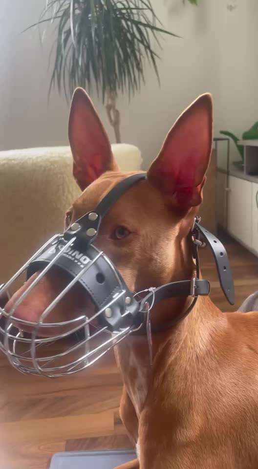 Wie sitzt mein Maulkorb / Maulkorb-Beratung-Beitrag-Bild