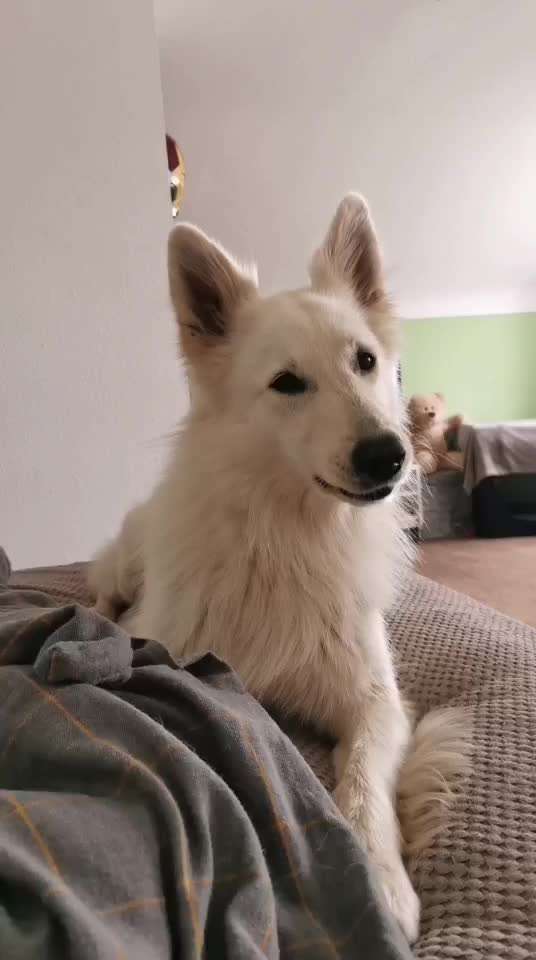 Trickdogging-Beitrag-Bild