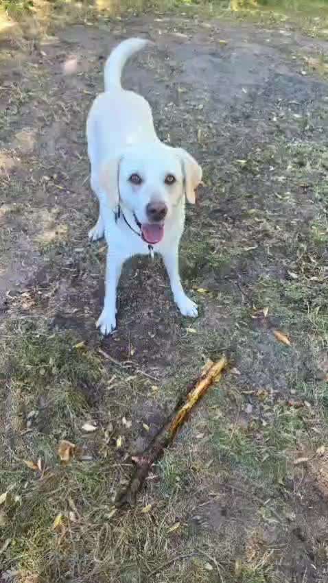 aktuelles Foto Gruppe Labrador