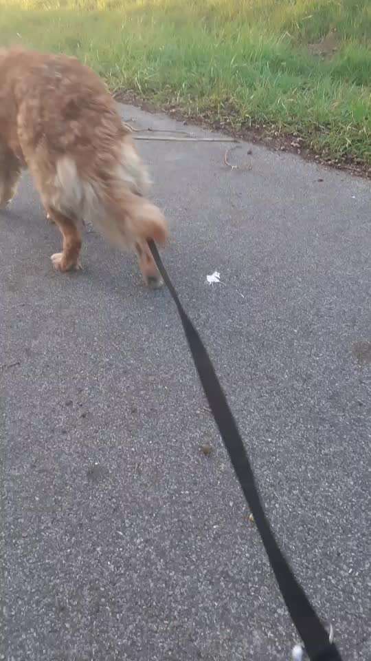 Seltene Rassen!-Beitrag-Bild