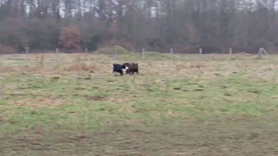 Neufundländer Freunde!-Beitrag-Bild