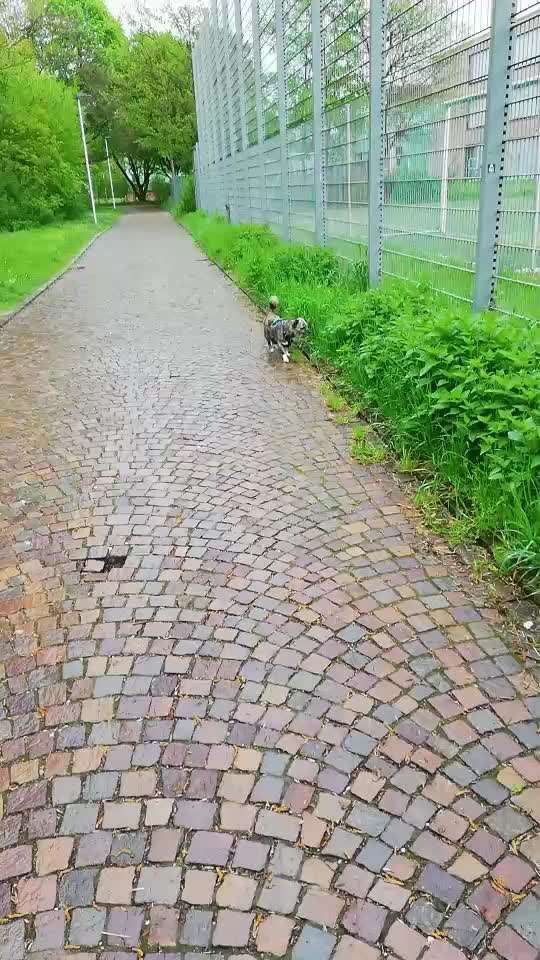 Gespräche zwischen Hund und Halter-Beitrag-Bild