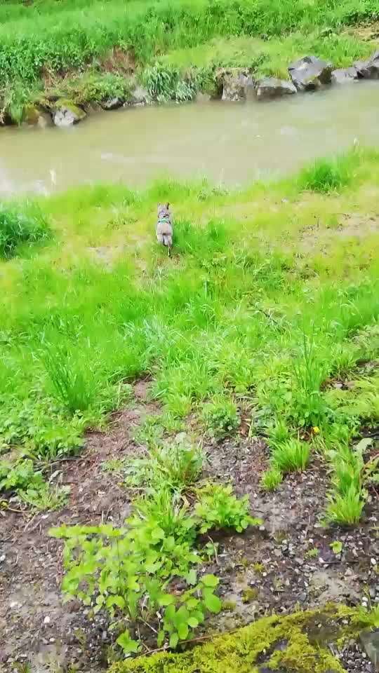 Gespräche zwischen Hund und Halter-Beitrag-Bild
