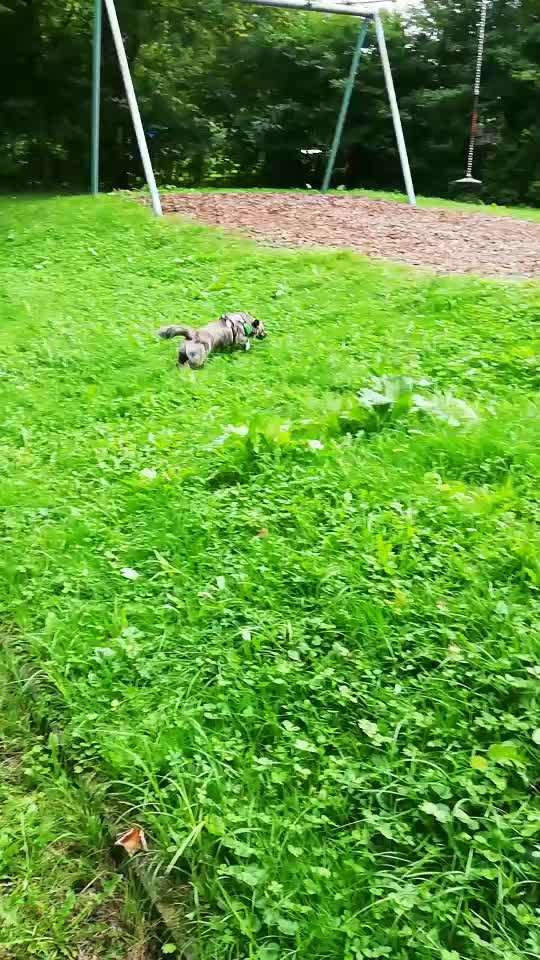 Video Challenge Nr.6
Auf den Spuren der Freiheit🐾🐾-Beitrag-Bild