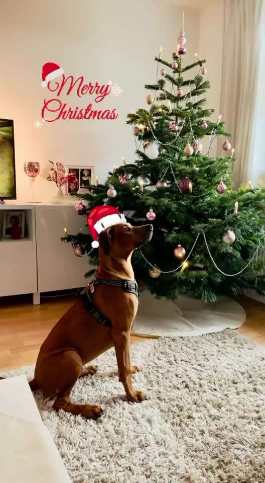 Rhodesian Ridgeback-Beitrag-Bild