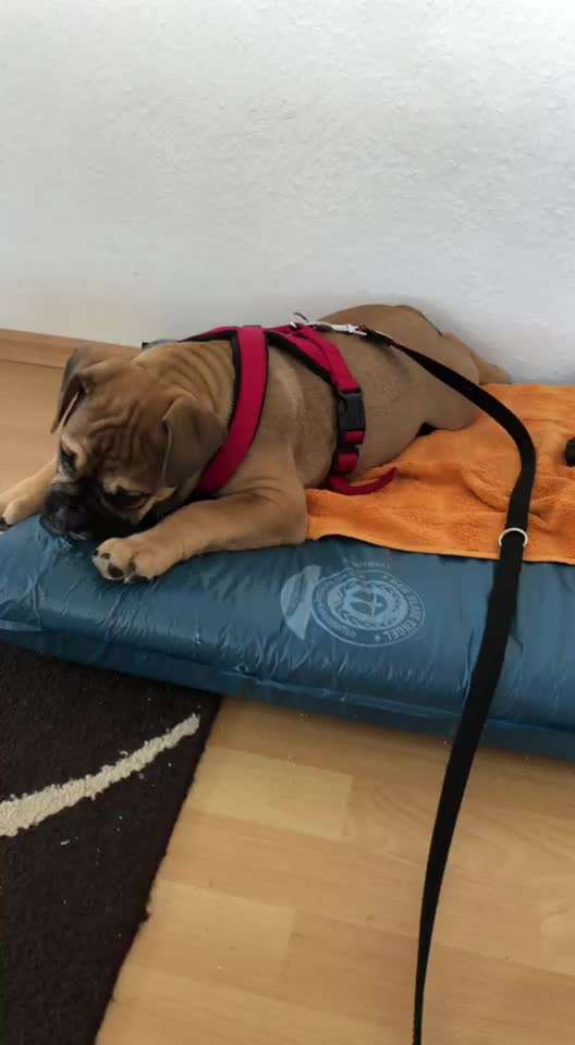 Hund zeigt draußen keine Aufmerksamkeit-Beitrag-Bild