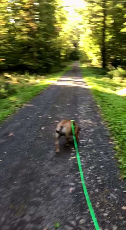 Wurfgeschwister adoptiert- wer hat dies auch? Erfahrungsaustausch-Beitrag-Bild