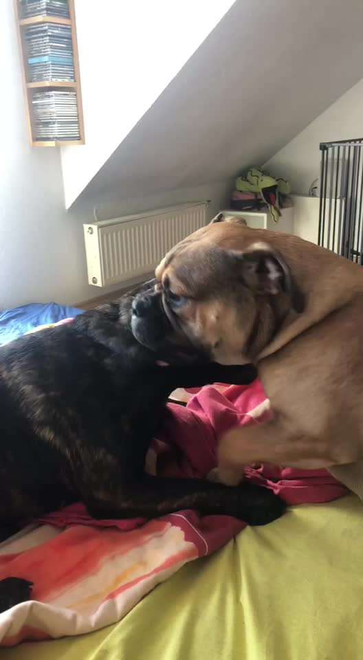 Spielt mein Hund zu grob ?-Beitrag-Bild