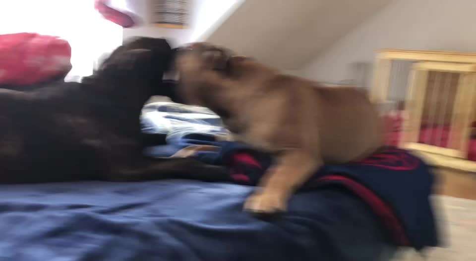 Zeigt hier Euer liebstes Video Eurer Hunde-Beitrag-Bild