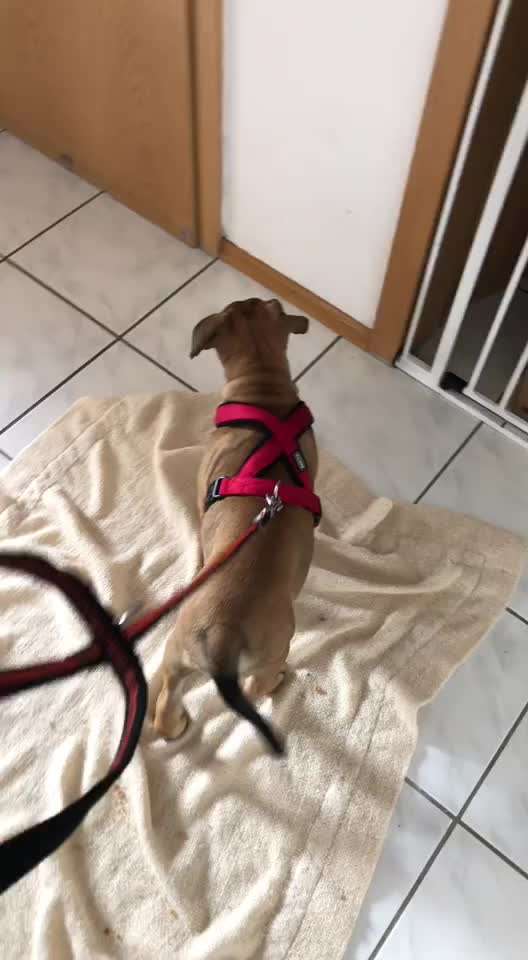 Hund zeigt draußen keine Aufmerksamkeit-Beitrag-Bild