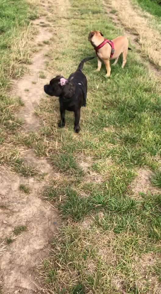 Wurfgeschwister adoptiert- wer hat dies auch? Erfahrungsaustausch-Beitrag-Bild