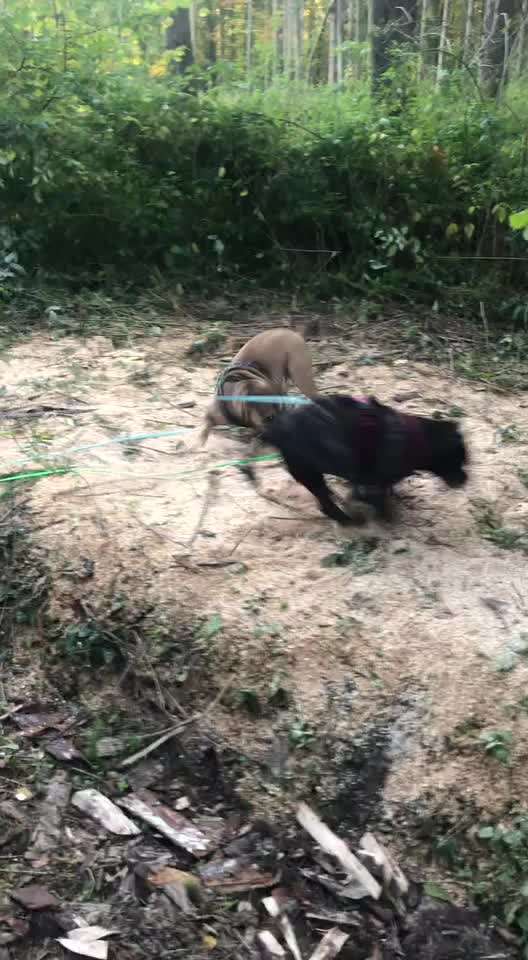 Spielt mein Hund zu grob ?-Beitrag-Bild