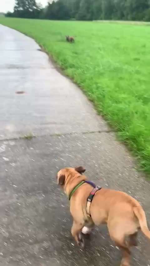 Wurfgeschwister adoptiert- wer hat dies auch? Erfahrungsaustausch-Beitrag-Bild