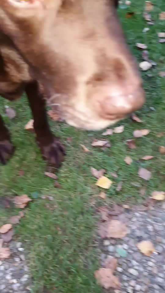 Labradorfans-Beitrag-Bild