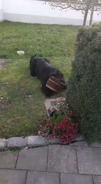 Wo sind die Riesenschnauzer?-Beitrag-Bild