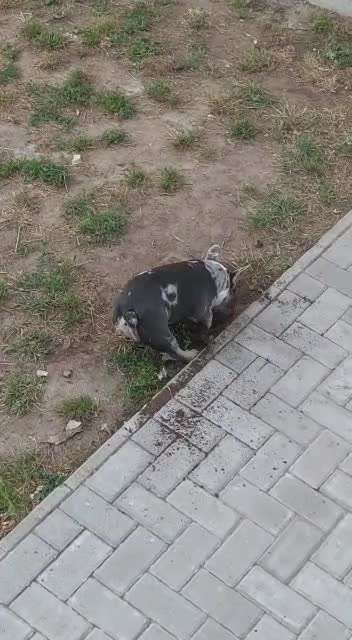 Französische Bulldoggen-Beitrag-Bild