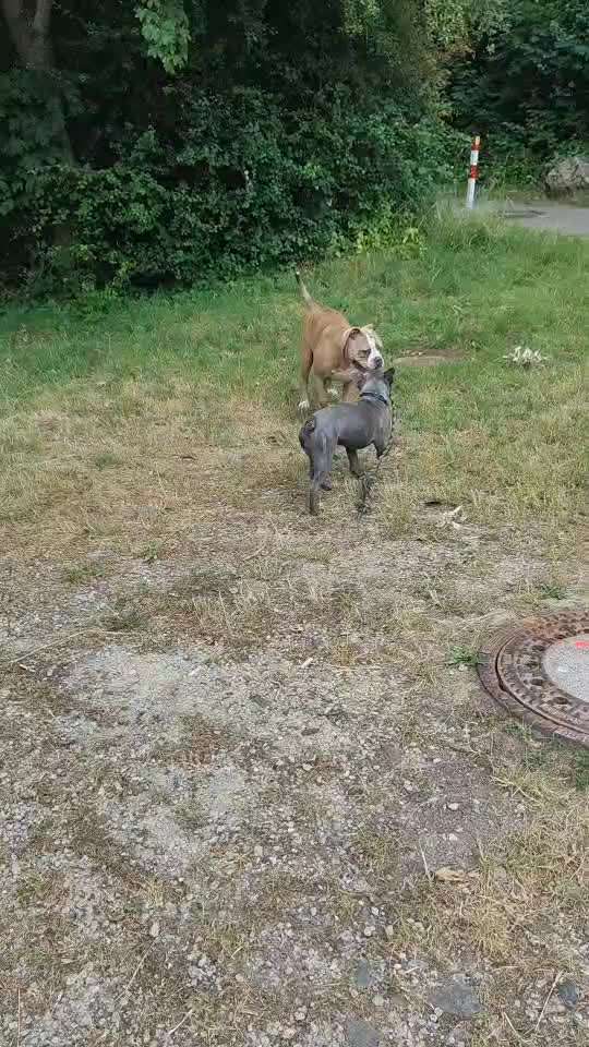 Analyse & Interpretation von Verhalten-Beitrag-Bild