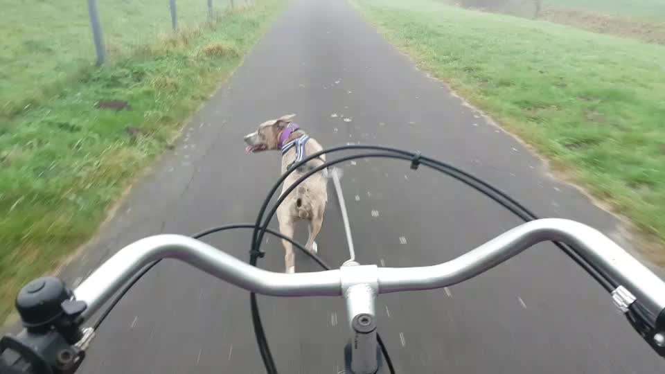 Bikejöring-Beitrag-Bild