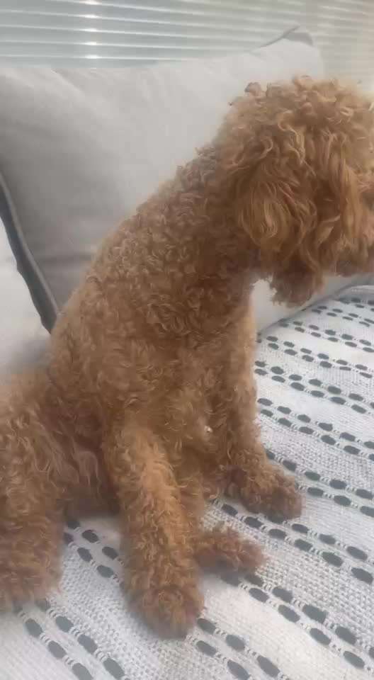 aktuelles Foto Gruppe Pudel