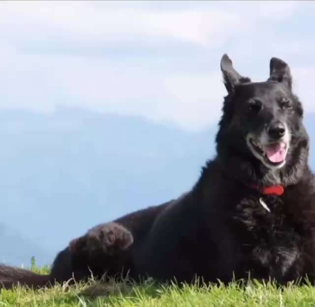 Unsere Fellnasen im Regenbogenland-Beitrag-Bild
