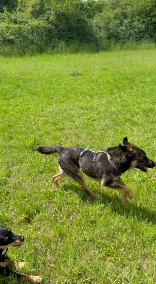 aktuelles Foto Gruppe Hunde aus dem Tierschutz