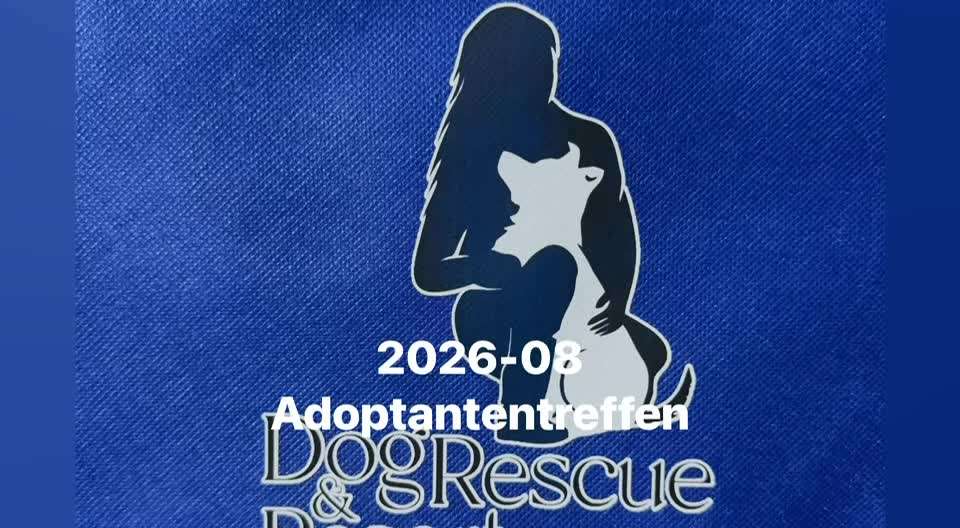 aktuelles Foto Gruppe Hunde aus dem Tierschutz