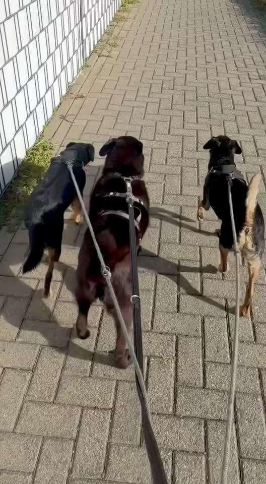 aktuelles Foto Gruppe Hunde aus dem Tierschutz