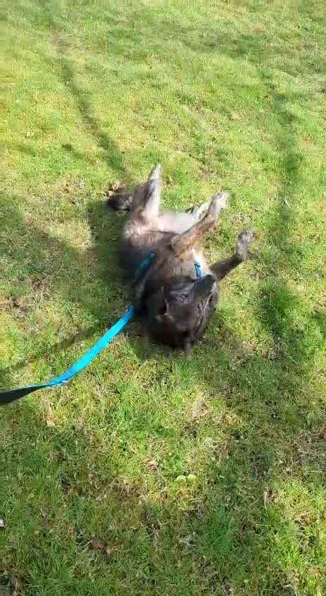 aktuelles Foto Gruppe Hunde aus dem Tierschutz