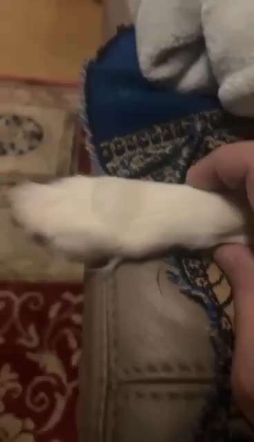 Komische Blase ?-Beitrag-Bild