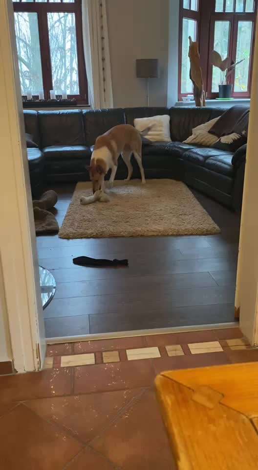 Collies gesucht-Beitrag-Bild