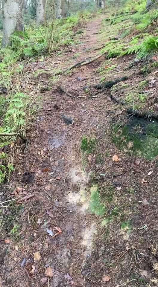 Collies gesucht-Beitrag-Bild