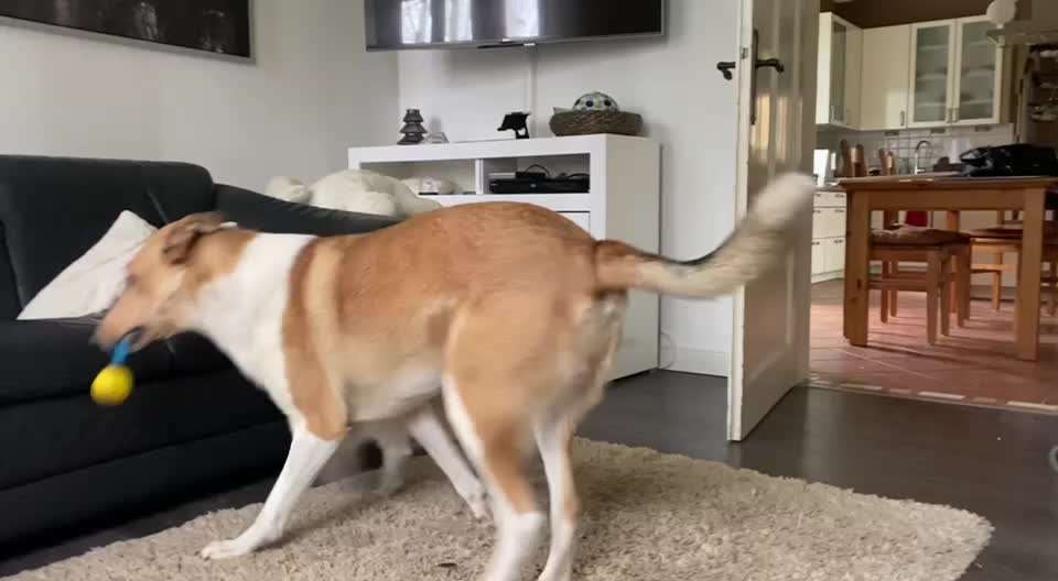 Kurzhaarcollies (und Mixe)-Beitrag-Bild