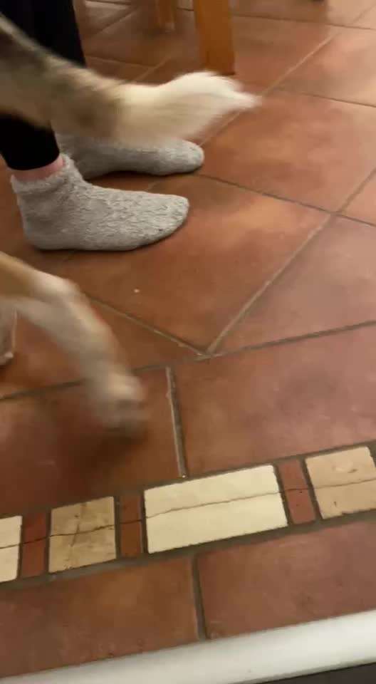 Collies gesucht-Beitrag-Bild