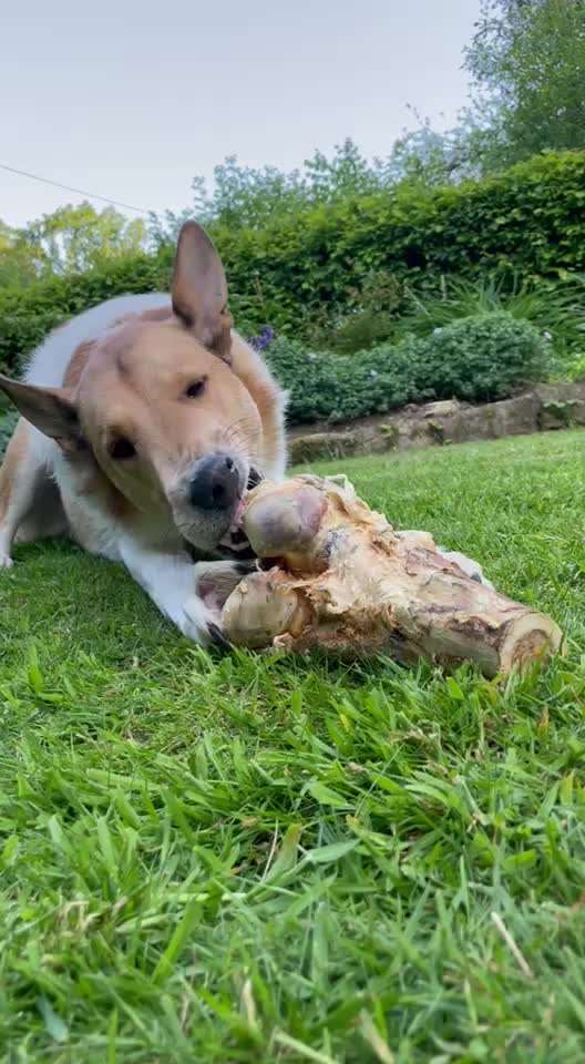 Collies gesucht-Beitrag-Bild