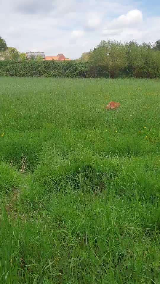 Brut und Setzzeit-Beitrag-Bild