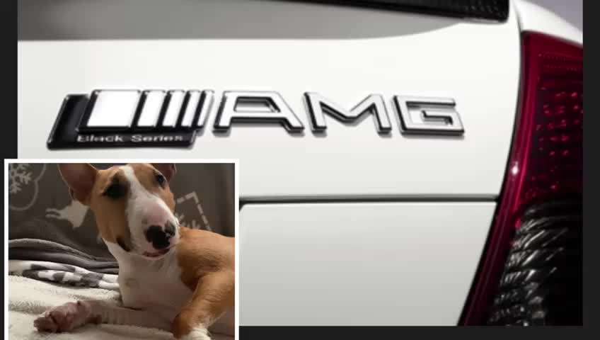 Miniatur Bull Terrier-Beitrag-Bild