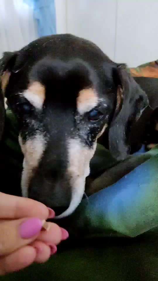 Liebhaber des Deutschen Pinscher gesucht.-Beitrag-Bild