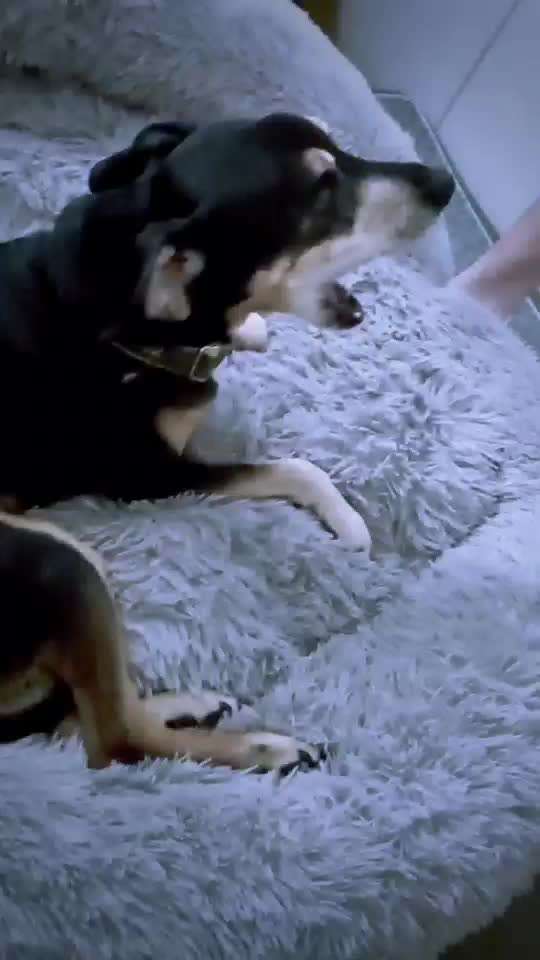 Wo sind die Golden Retriever Liebhaber?-Beitrag-Bild