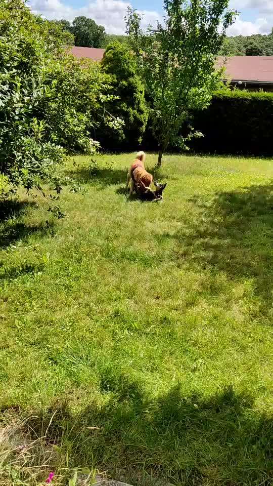 Wo sind die Golden Retriever Liebhaber?-Beitrag-Bild