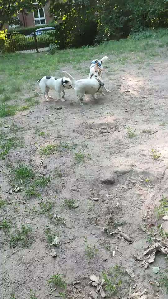 Handyvideochallenge Nr. 26 Gross und Klein-Beitrag-Bild