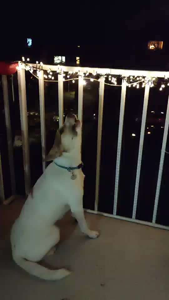 Der Hund singt, wenn die Sirene erklingt-Beitrag-Bild