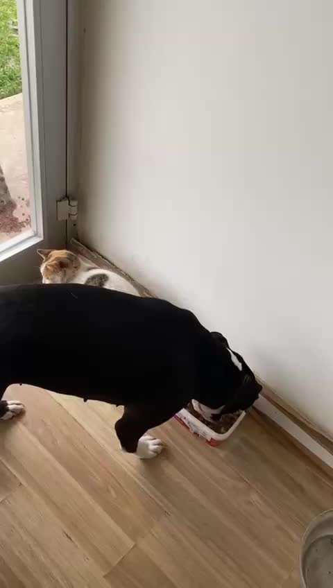 Hund und Katz Momente-Beitrag-Bild