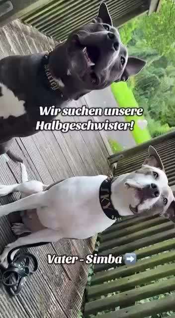 🔎 GESUCHT: Geschwister & Halbgeschwister von Harley & Sky! 🐾-Beitrag-Bild