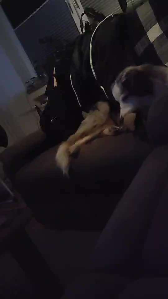 Video-Challenge Nr. 7 
Dein Hund mit Spielzeug-Beitrag-Bild