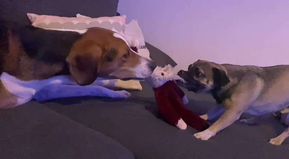 Zeigt hier Euer liebstes Video Eurer Hunde-Beitrag-Bild