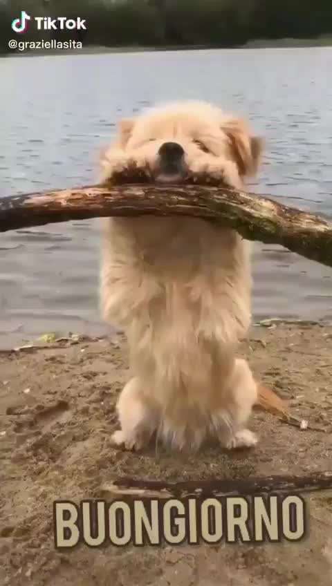 Hunde Memes-Beitrag-Bild