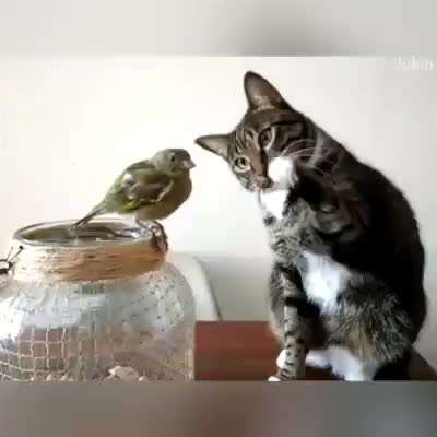 Hunde Memes-Beitrag-Bild