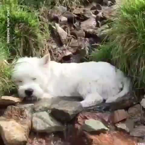 Hunde Memes-Beitrag-Bild