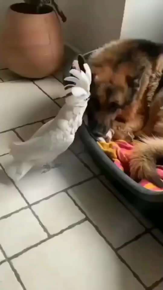 Hunde Memes-Beitrag-Bild