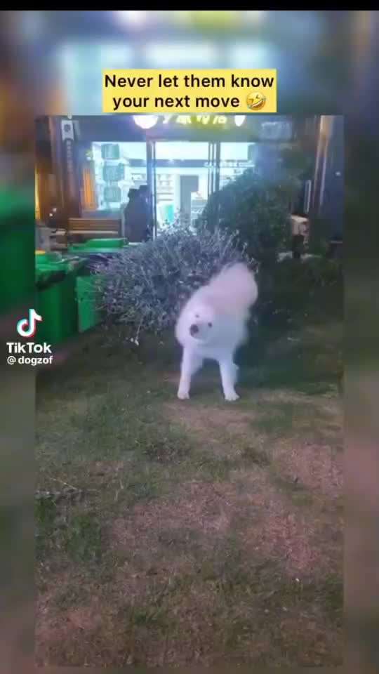 Hunde Memes-Beitrag-Bild